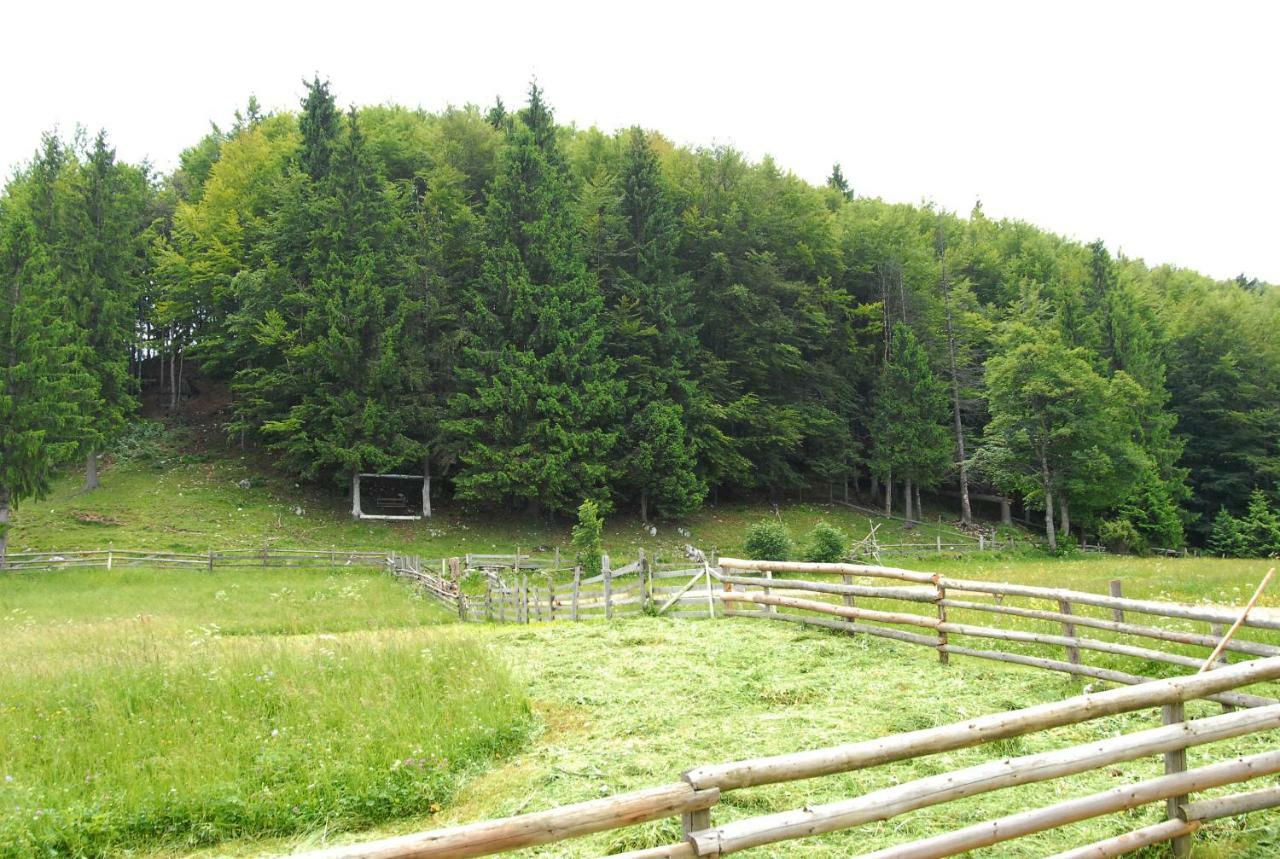 Pensiunea Edera Fundata Exterior foto